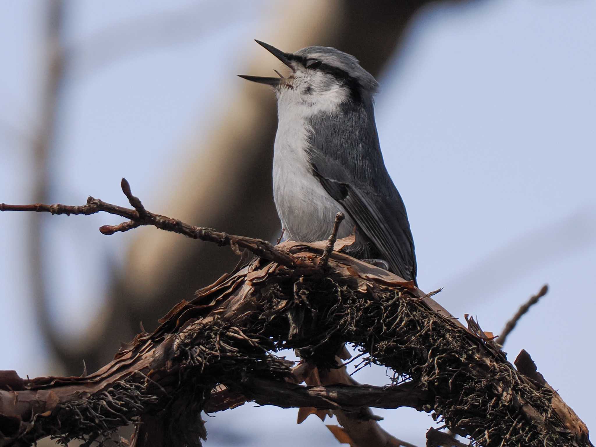 Eurasian Nuthatch(asiatica)