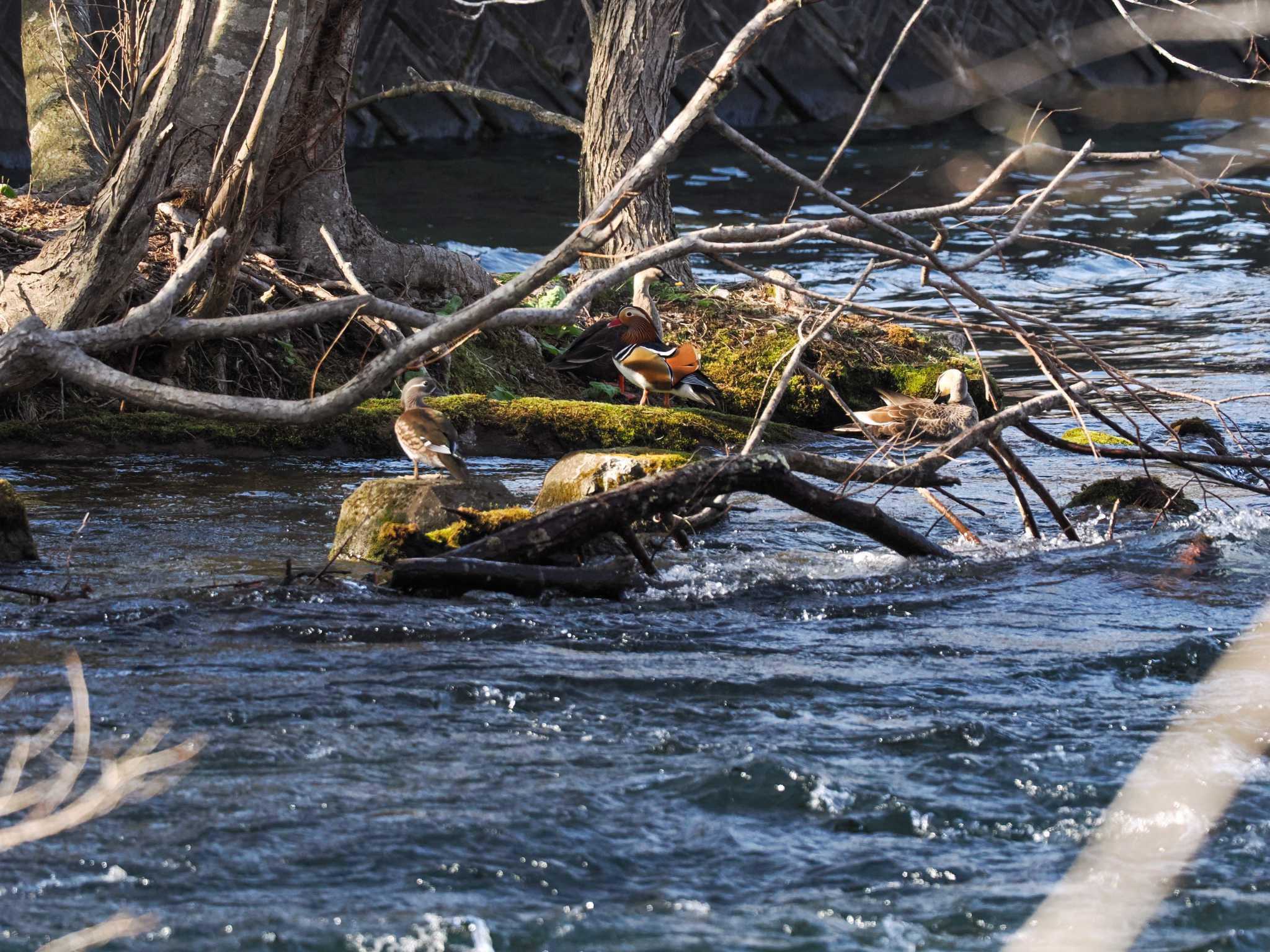 Eastern Spot-billed Duck