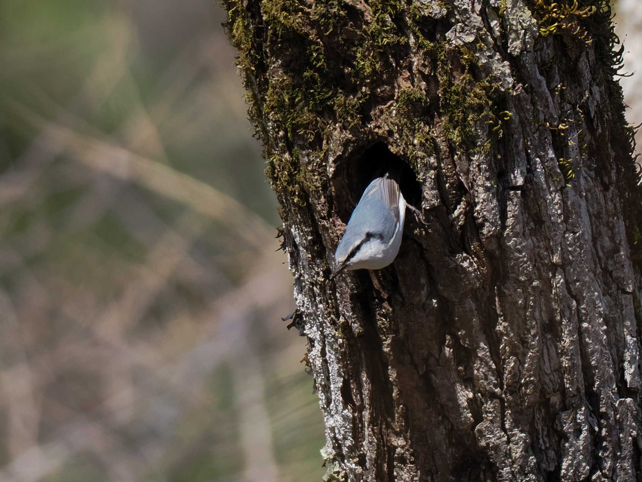 Eurasian Nuthatch(asiatica)