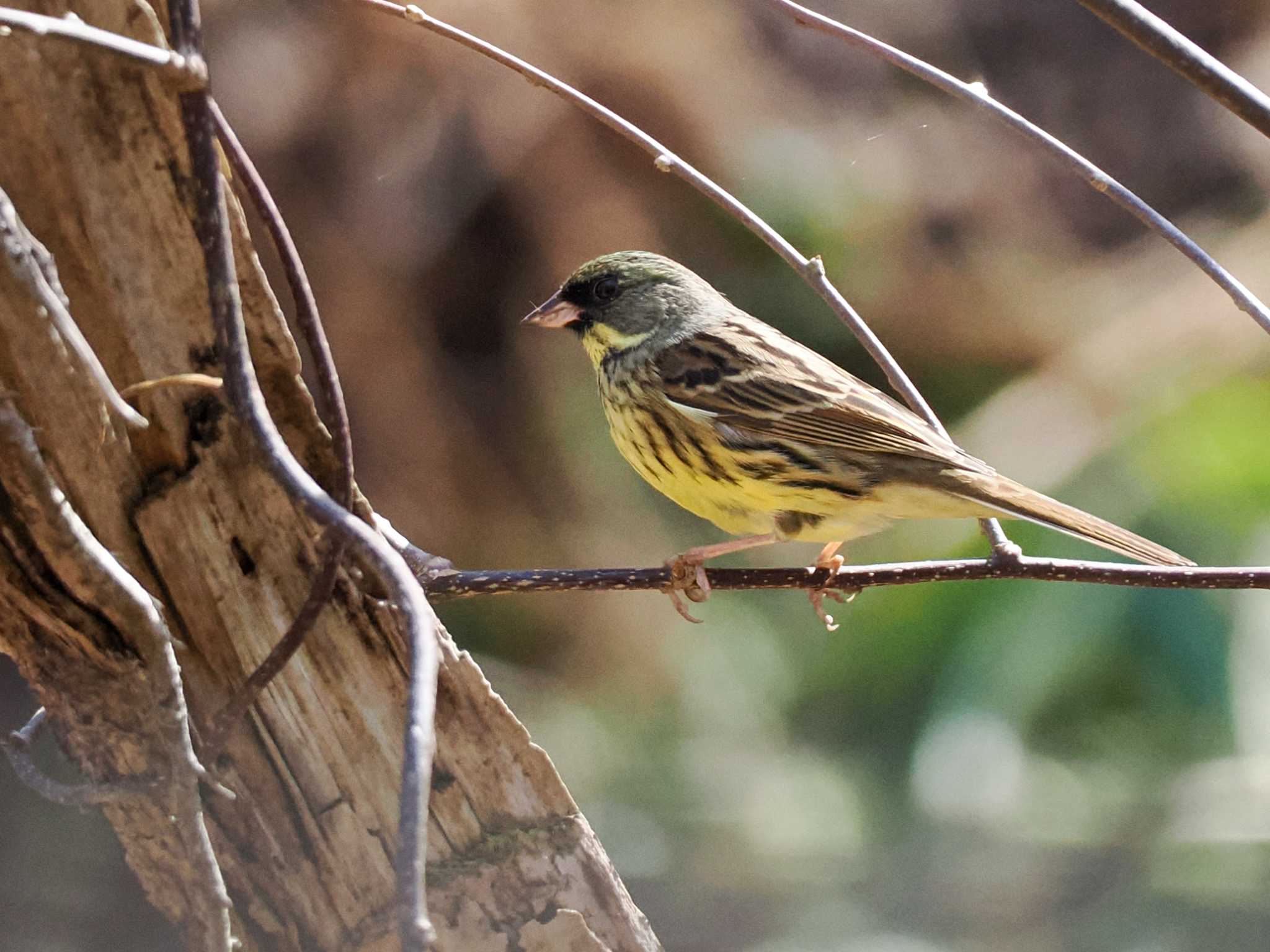 Masked Bunting