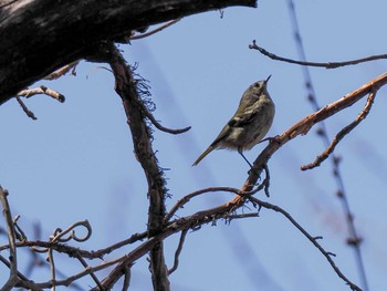 Goldcrest 千歳川(烏柵舞橋〜第四発電所付近) Sun, 4/14/2024