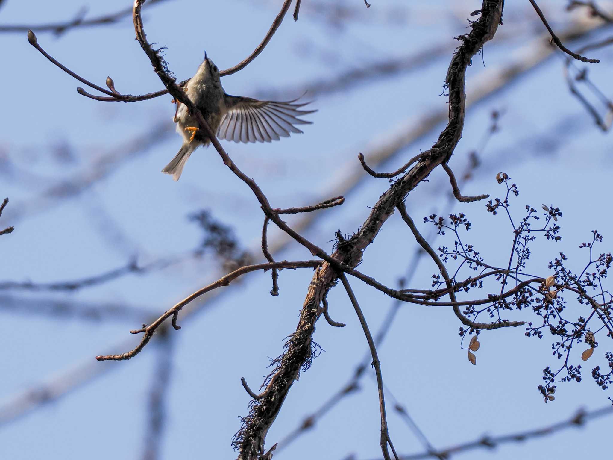 Goldcrest