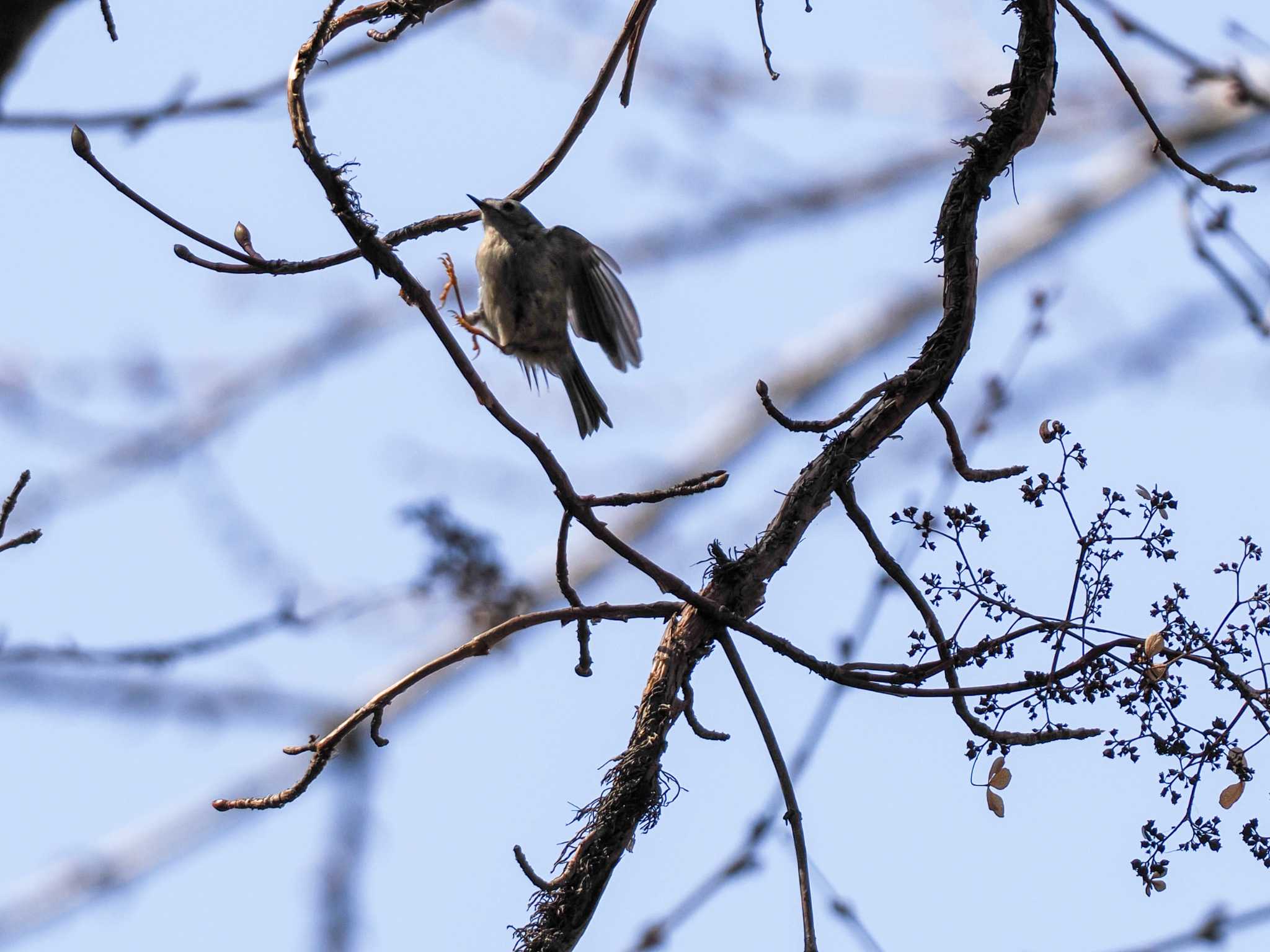 Goldcrest