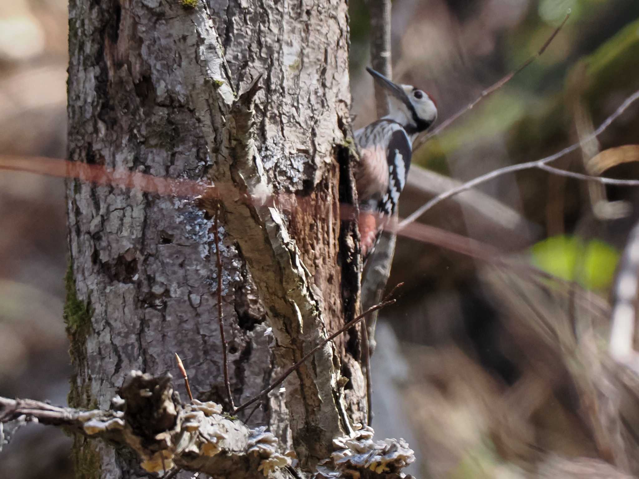 White-backed Woodpecker(subcirris)