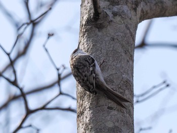 Eurasian Treecreeper(daurica) 千歳川(烏柵舞橋〜第四発電所付近) Sun, 4/14/2024