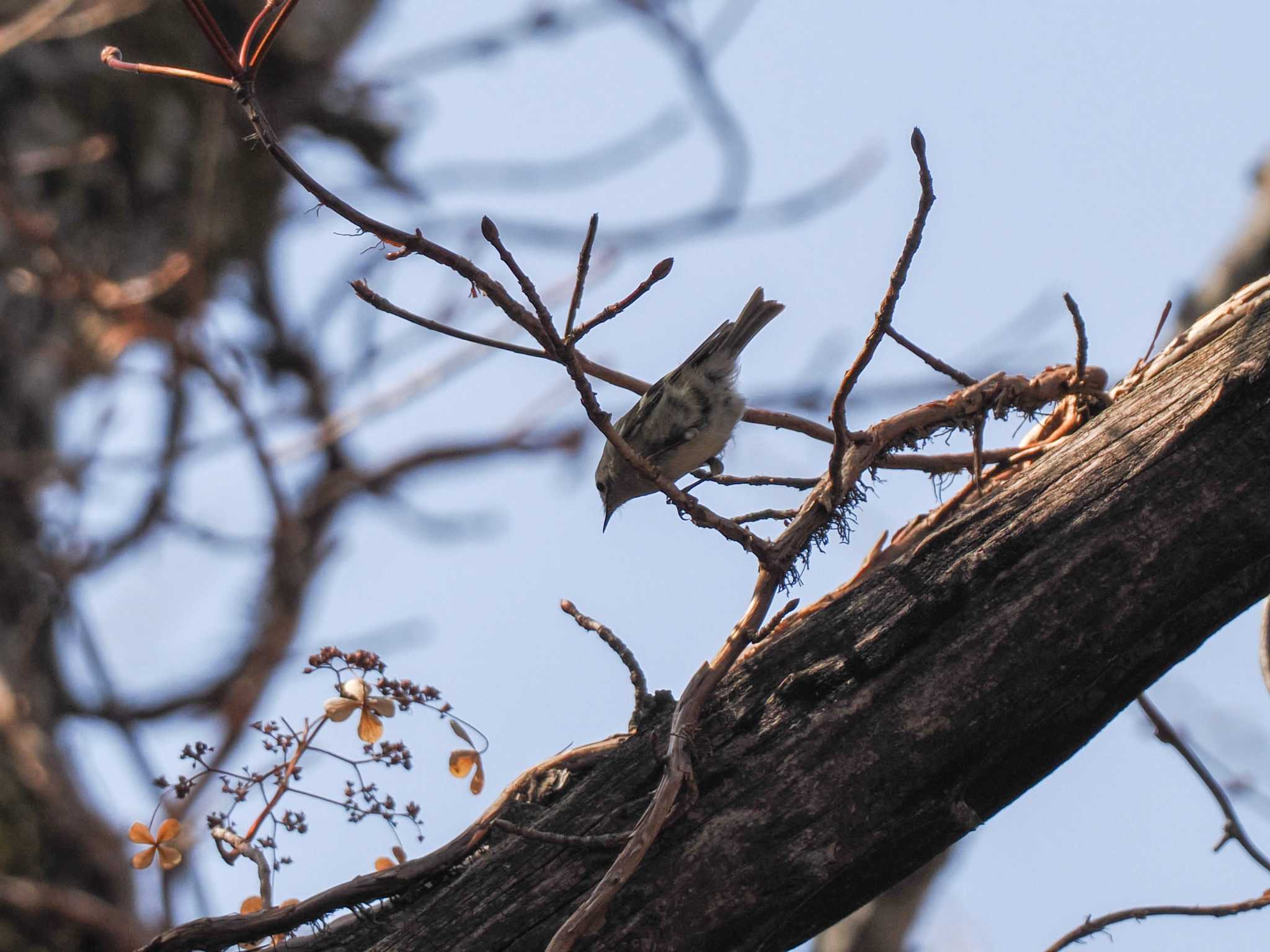 Photo of Goldcrest at 千歳川(烏柵舞橋〜第四発電所付近) by 98_Ark (98ｱｰｸ)