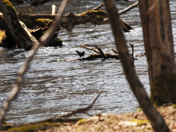 Brown Dipper 千歳川(烏柵舞橋〜第四発電所付近) Sun, 4/14/2024