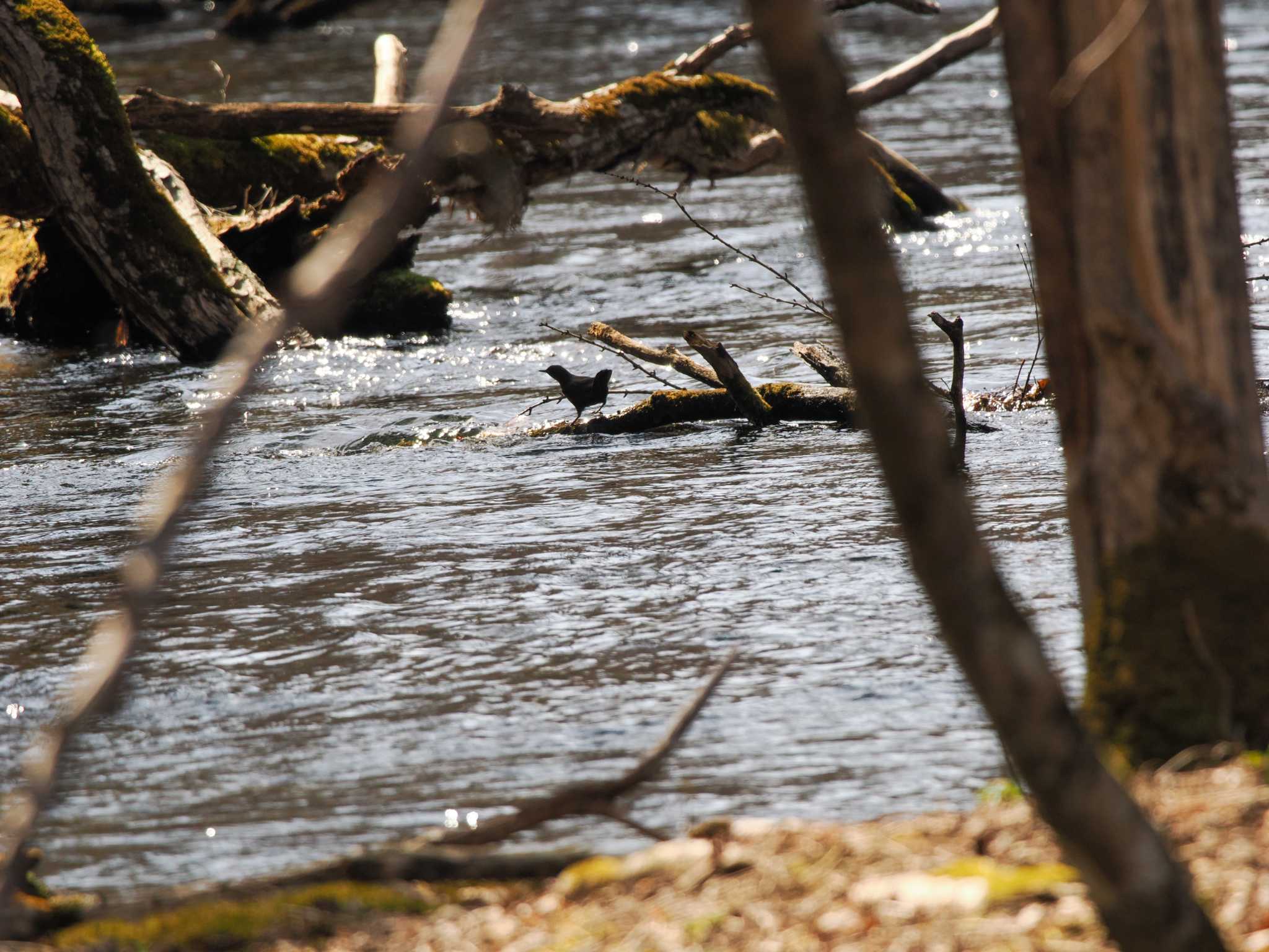 Brown Dipper