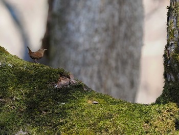 Sun, 4/14/2024 Birding report at 千歳川(烏柵舞橋〜第四発電所付近)