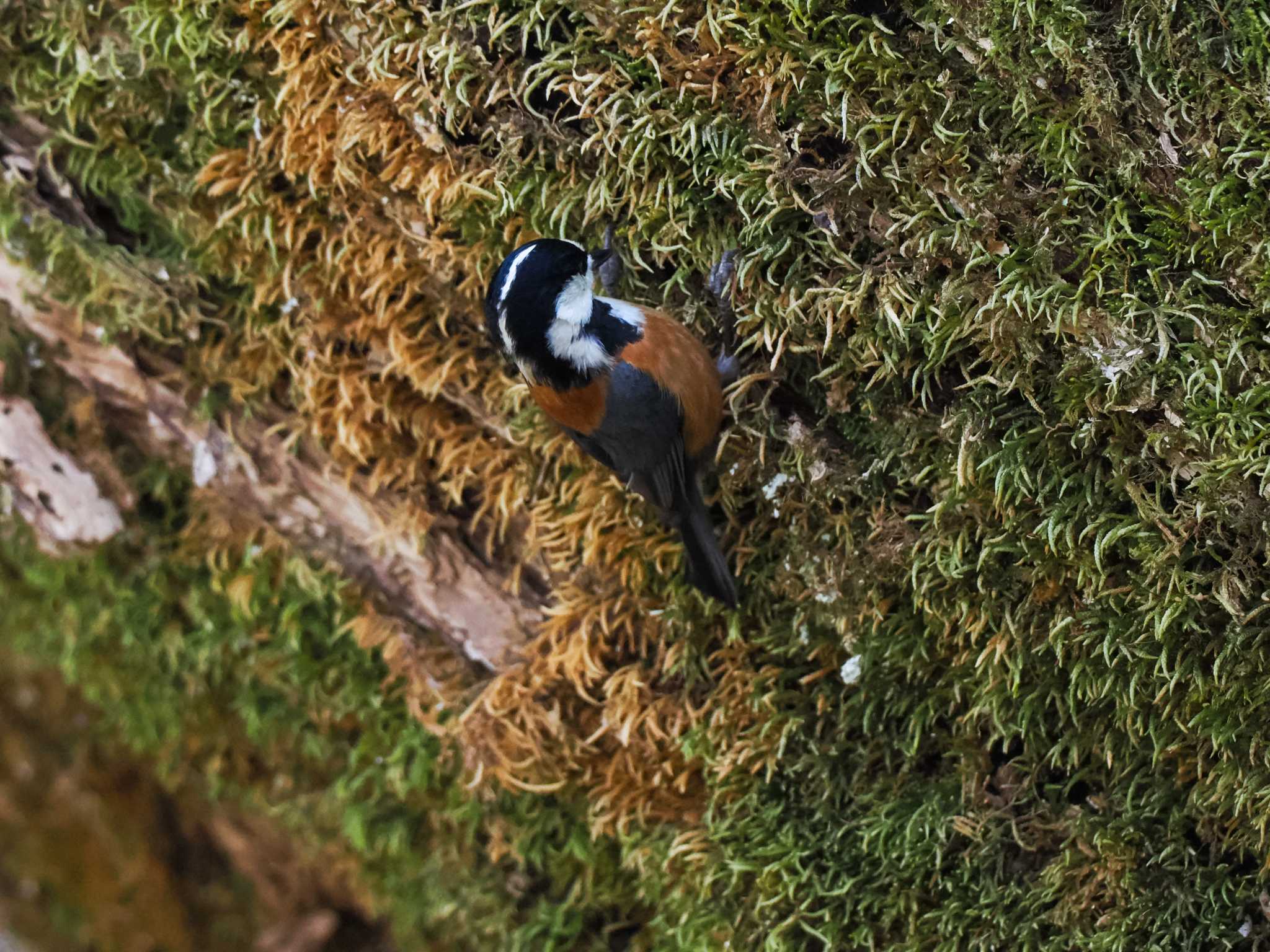 Photo of Varied Tit at 千歳川(烏柵舞橋〜第四発電所付近) by 98_Ark (98ｱｰｸ)