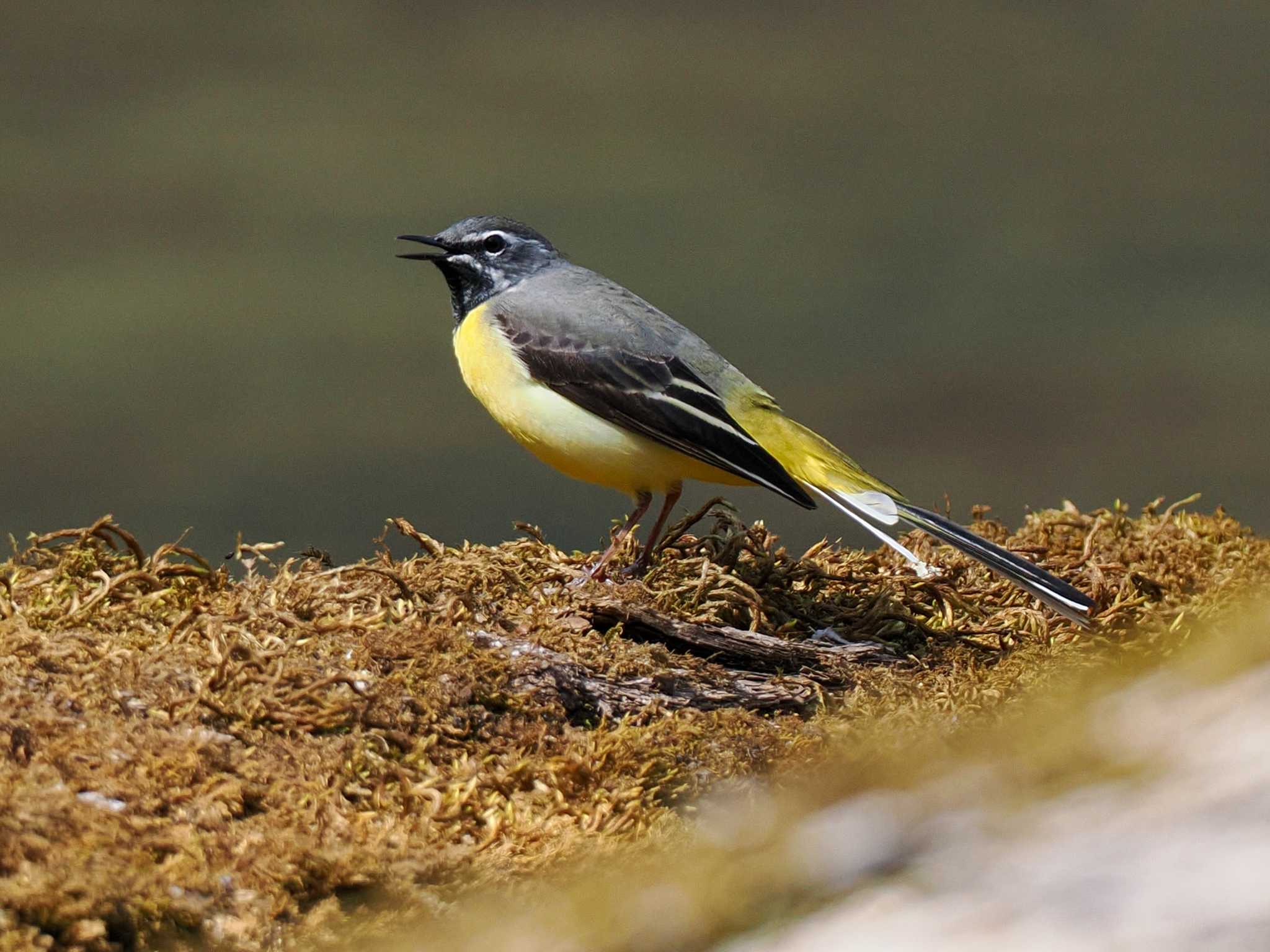 Grey Wagtail