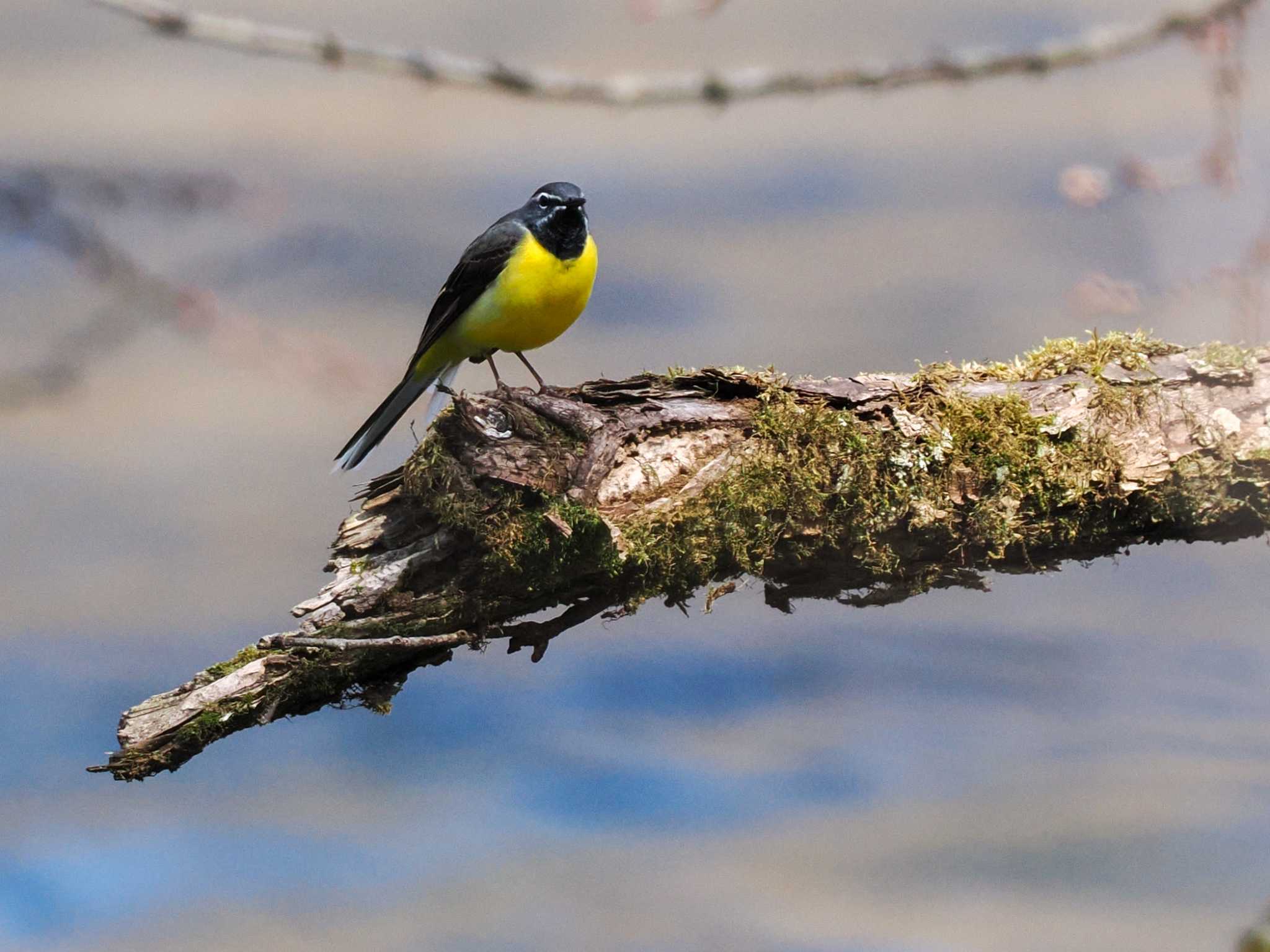 Photo of Grey Wagtail at 千歳川(烏柵舞橋〜第四発電所付近) by 98_Ark (98ｱｰｸ)