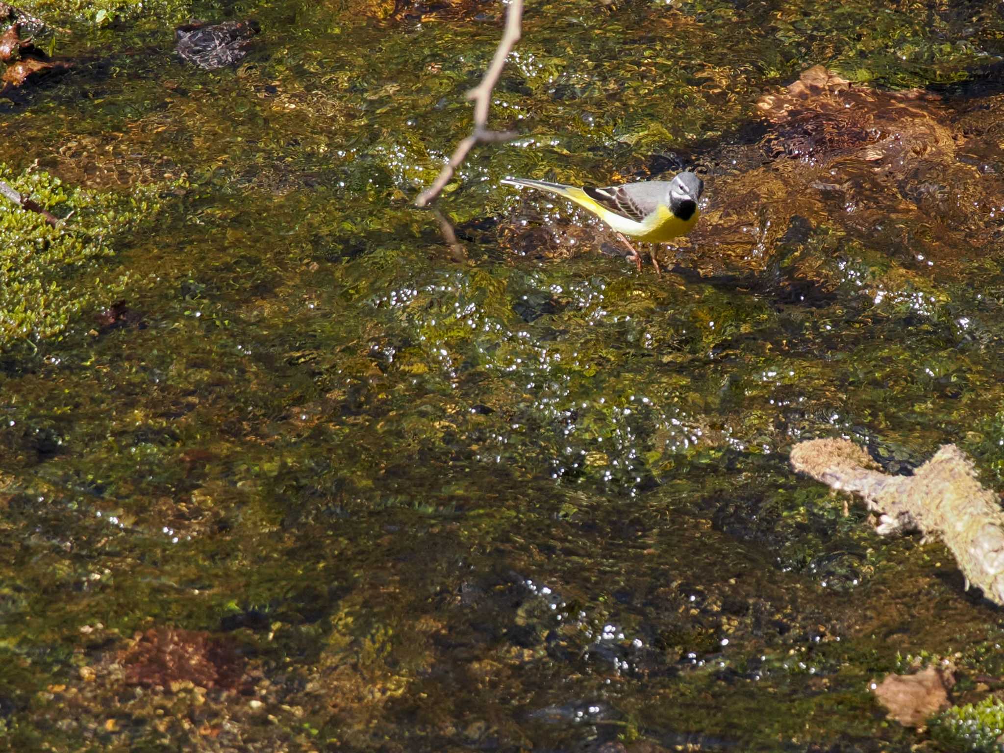 Grey Wagtail