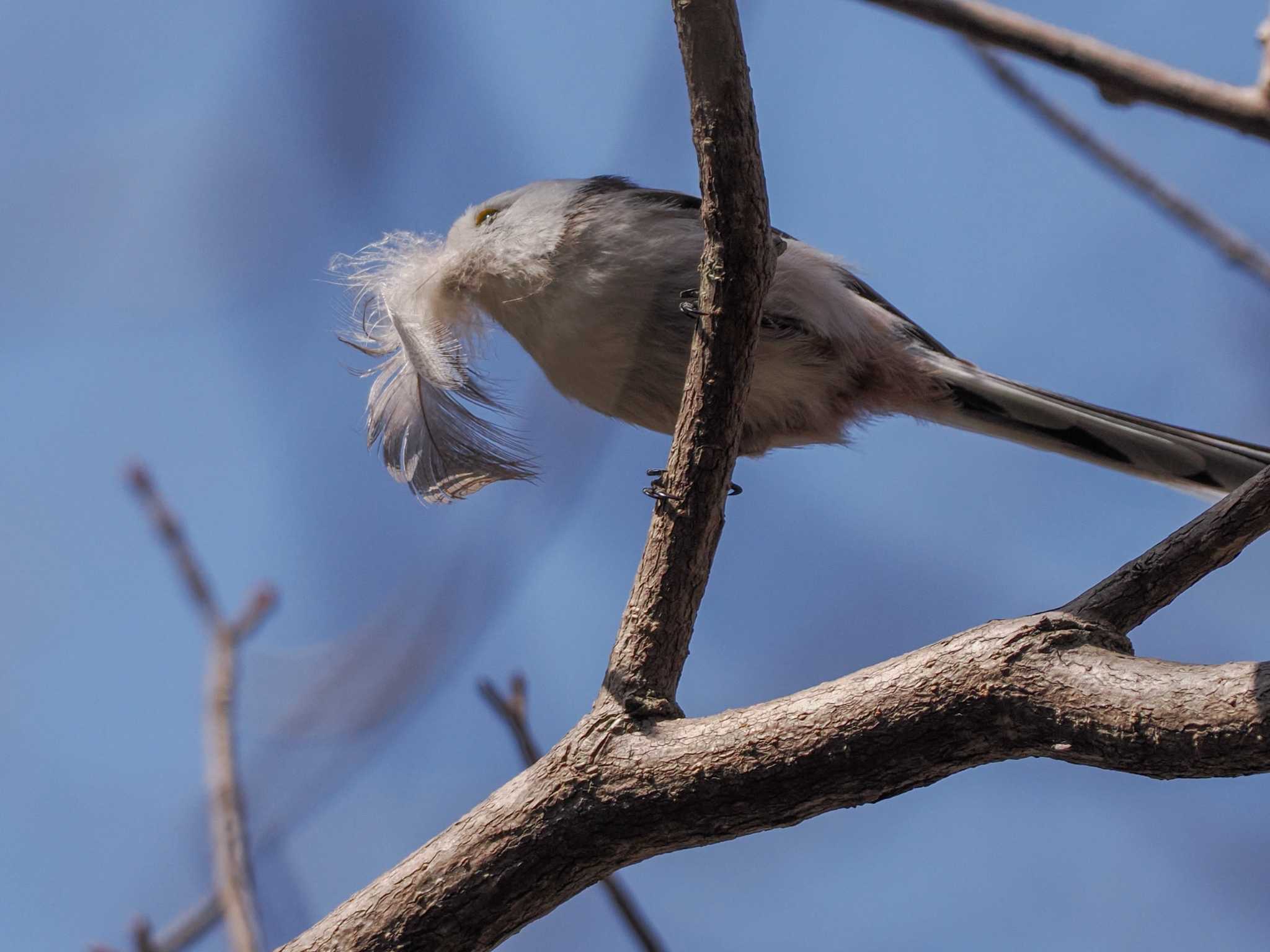 Long-tailed tit(japonicus)