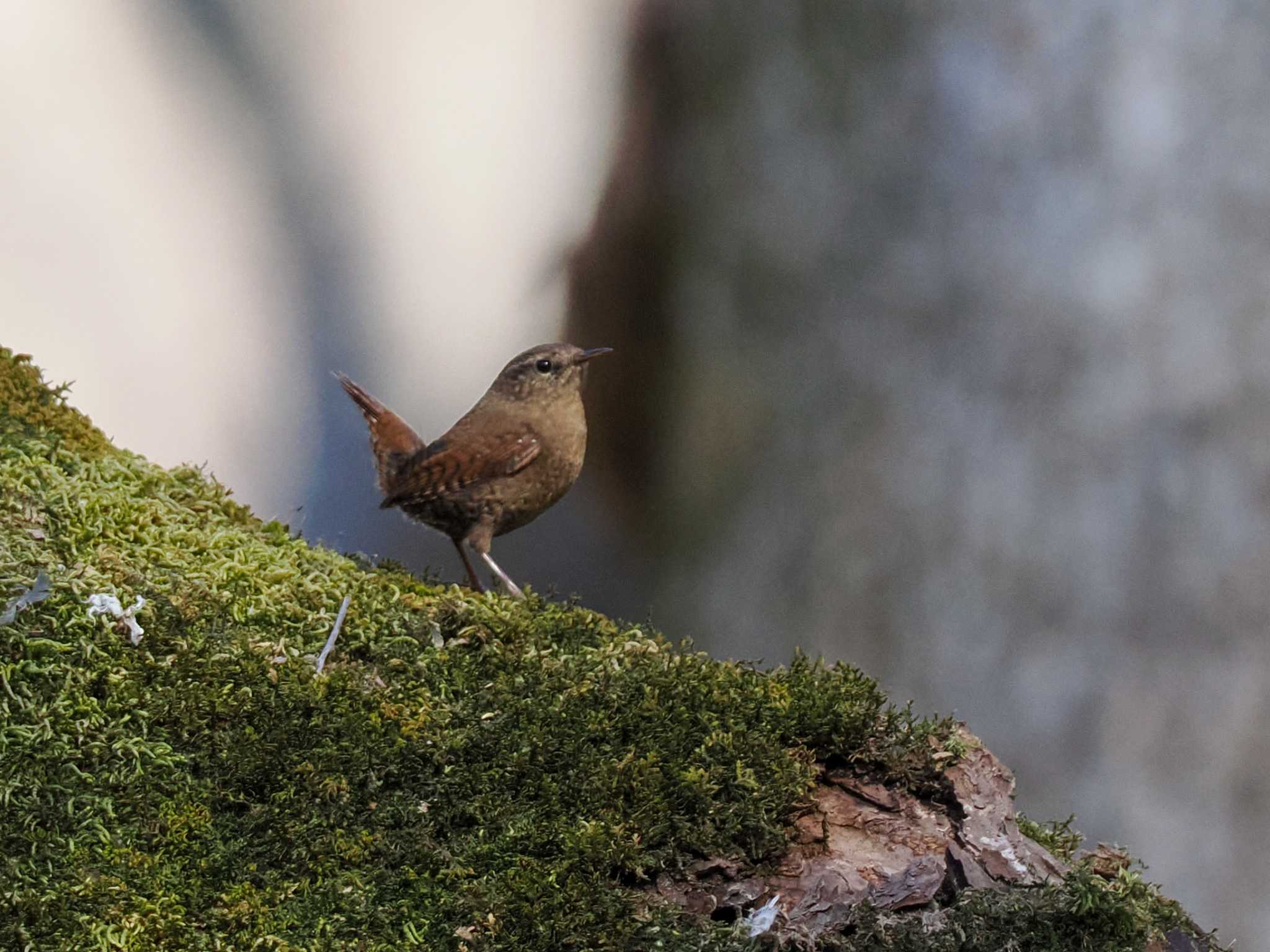 Eurasian Wren