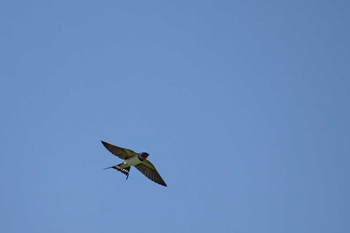 Barn Swallow Unknown Spots Sun, 4/14/2024