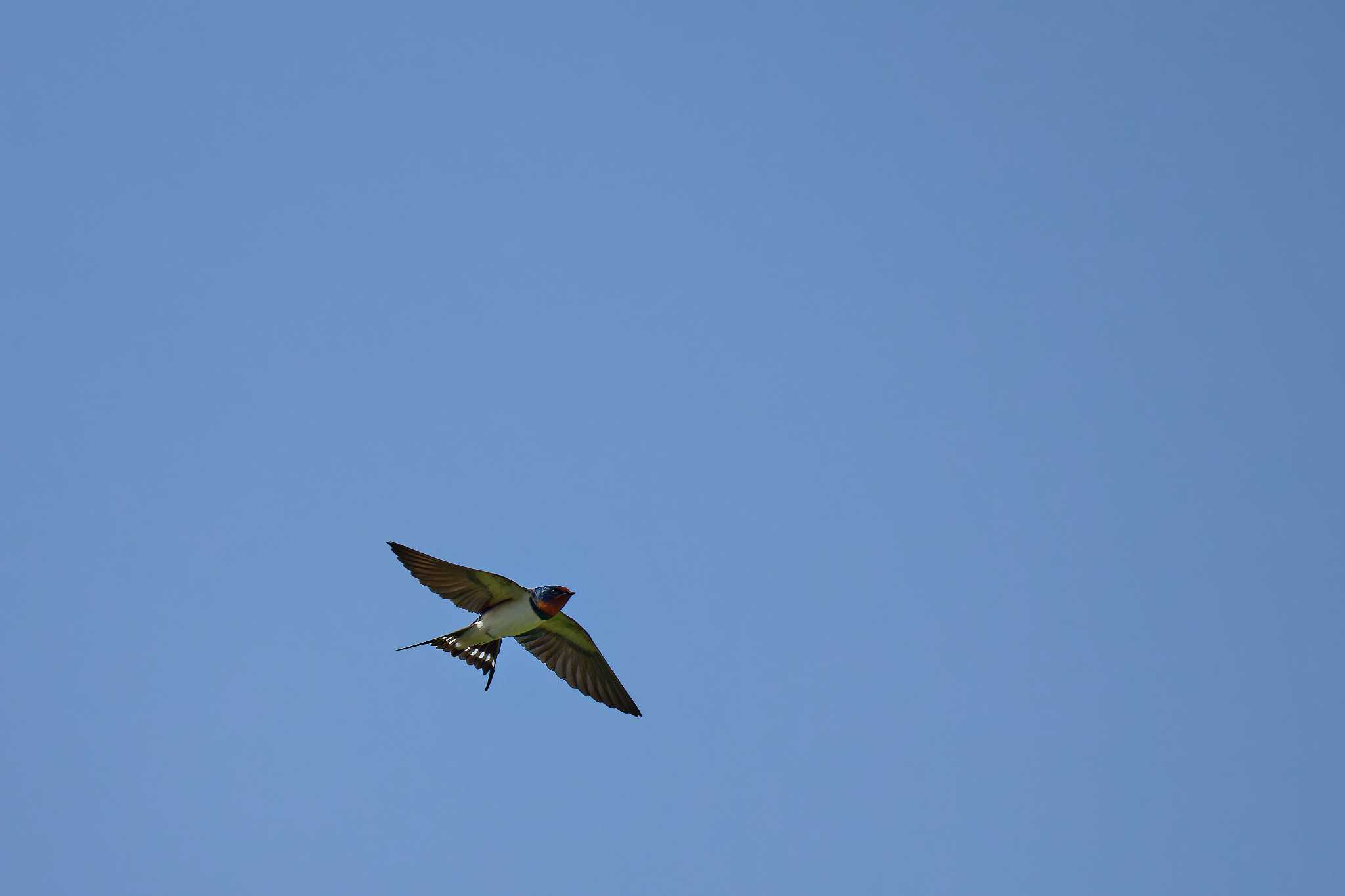 Photo of Barn Swallow at  by しの