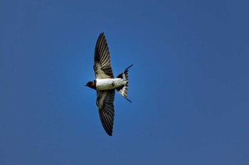 Barn Swallow Unknown Spots Sun, 4/14/2024