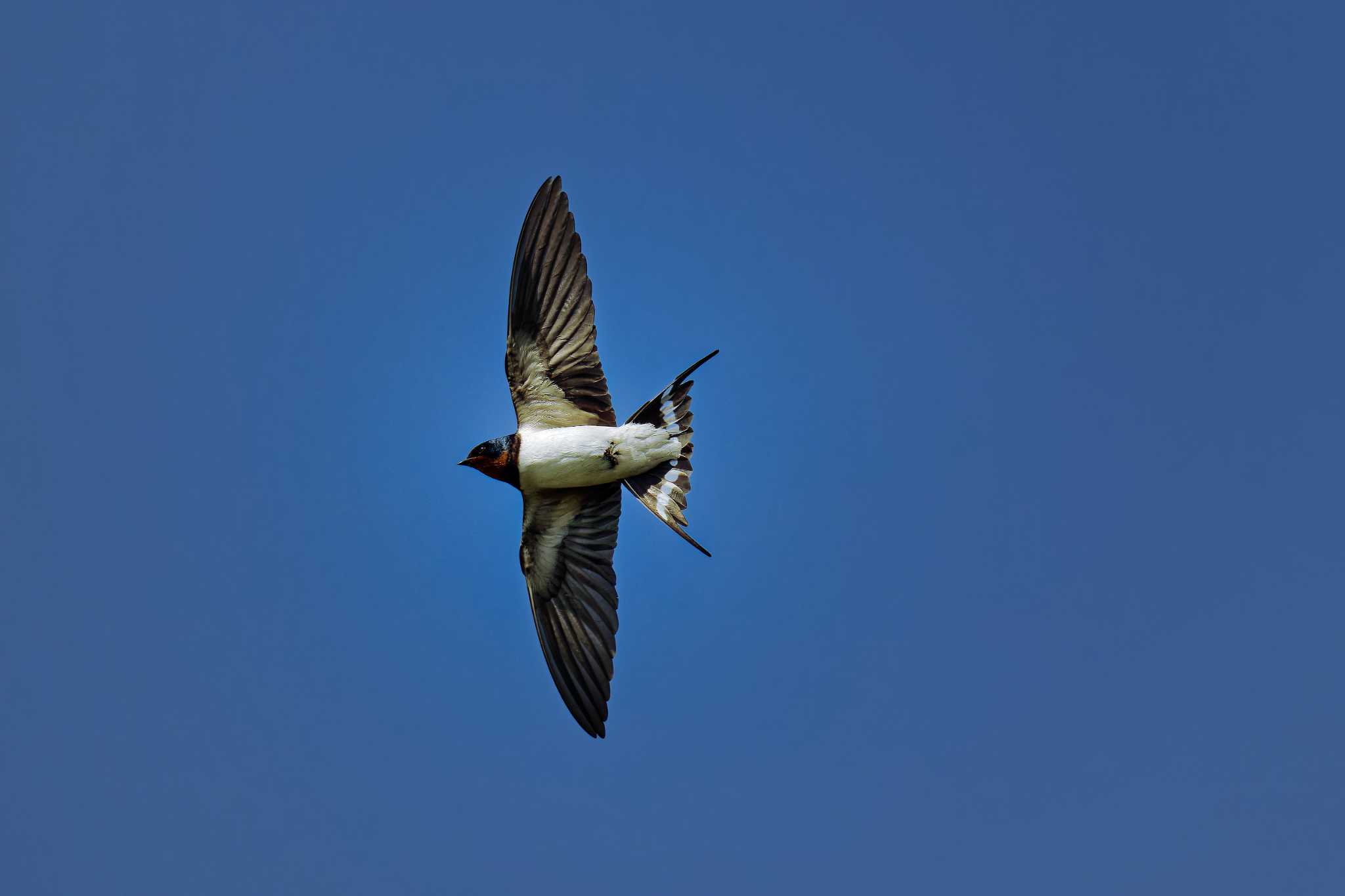 Photo of Barn Swallow at  by しの