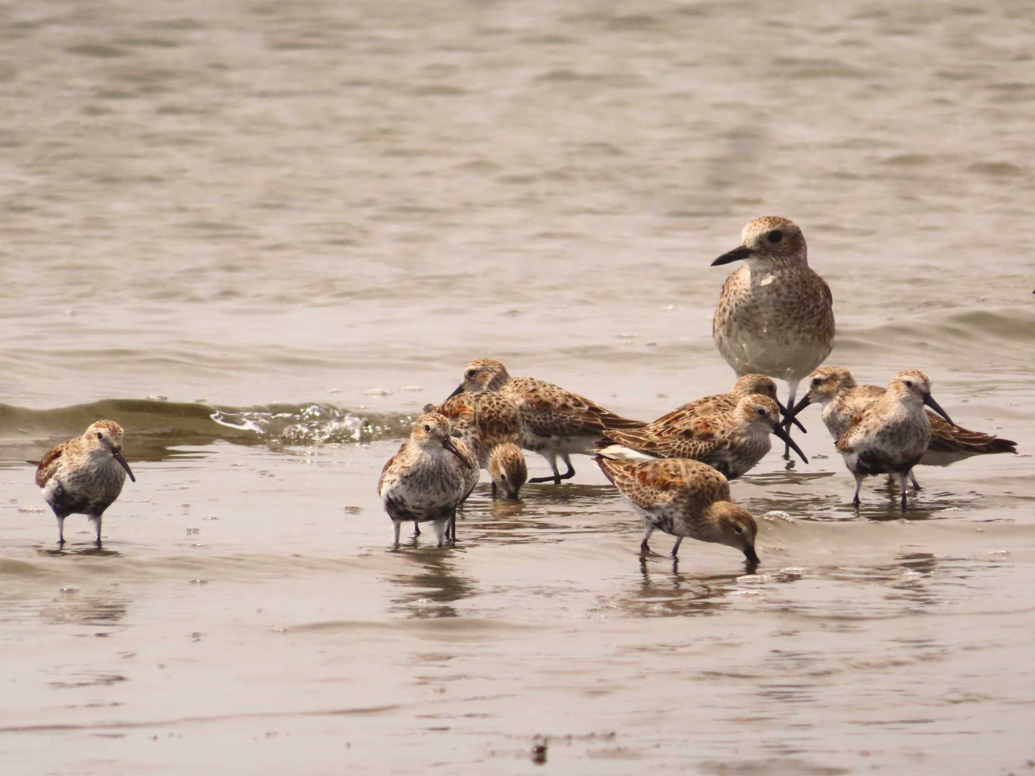 Dunlin