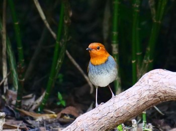 Japanese Robin Osaka castle park Sat, 4/13/2024