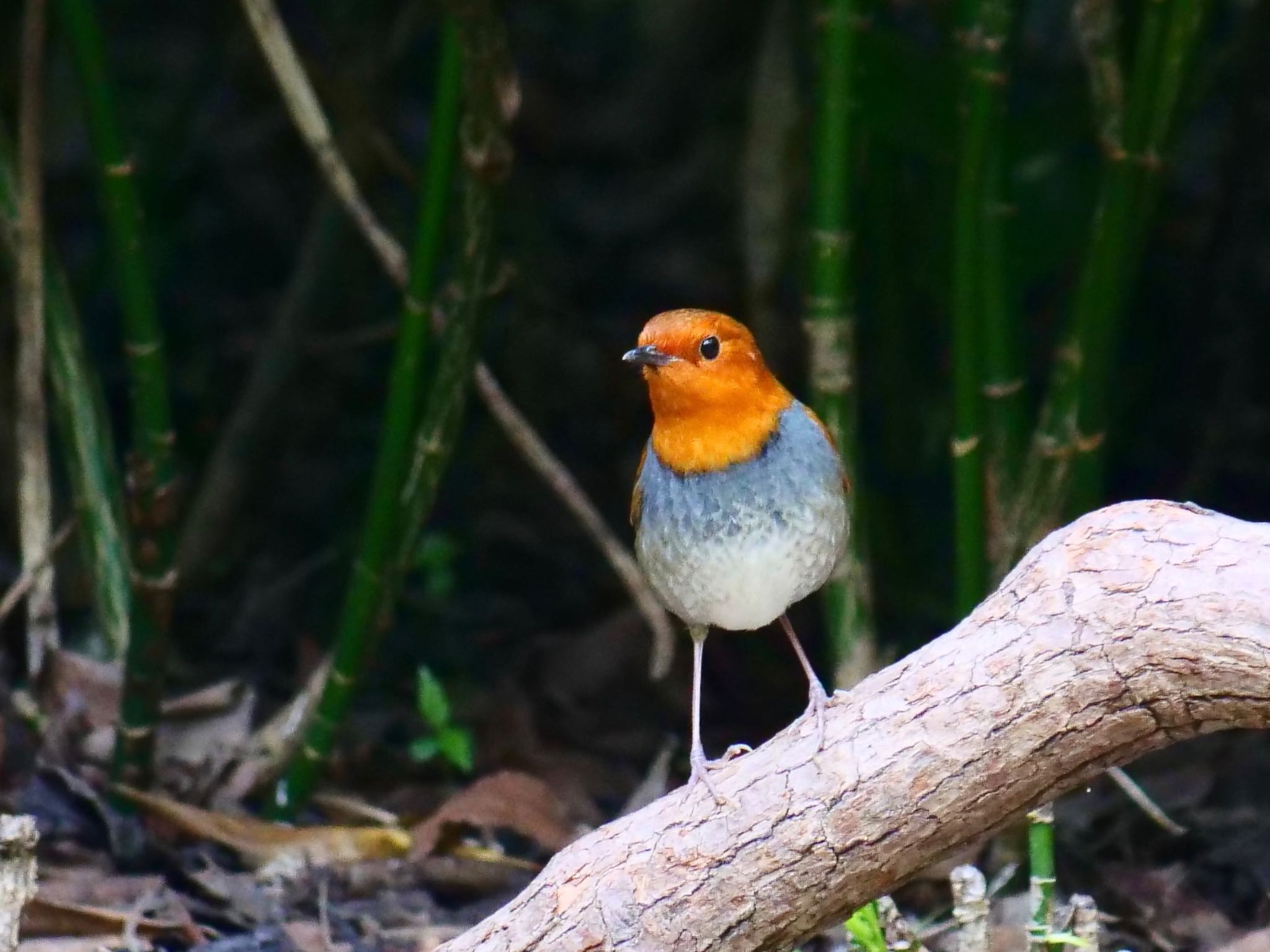 Photo of Japanese Robin at Osaka castle park by コゲラ