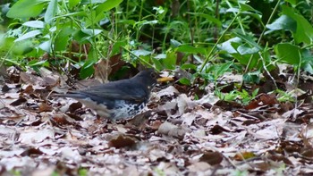 Japanese Thrush Osaka castle park Sat, 4/13/2024