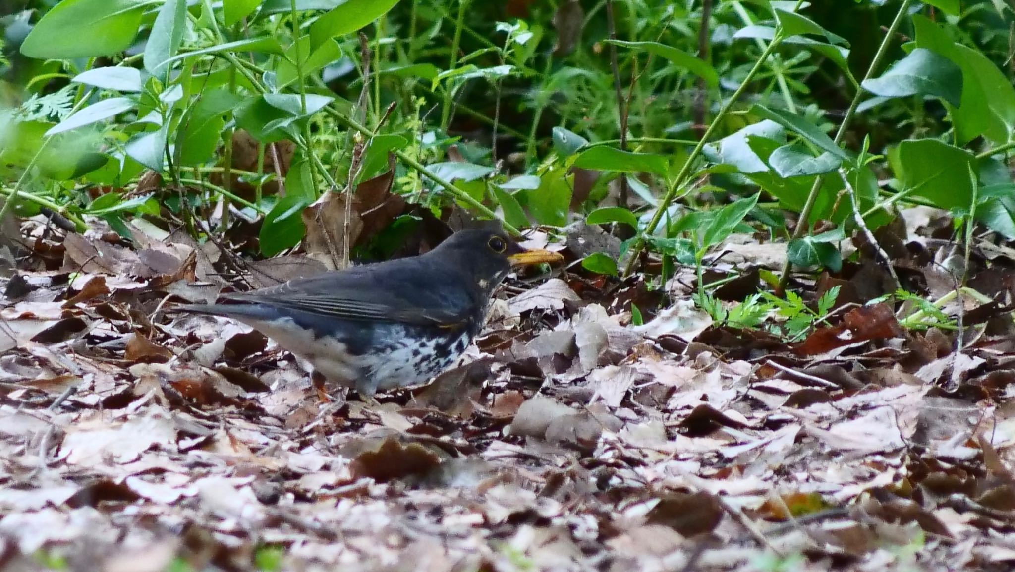 Photo of Japanese Thrush at Osaka castle park by コゲラ