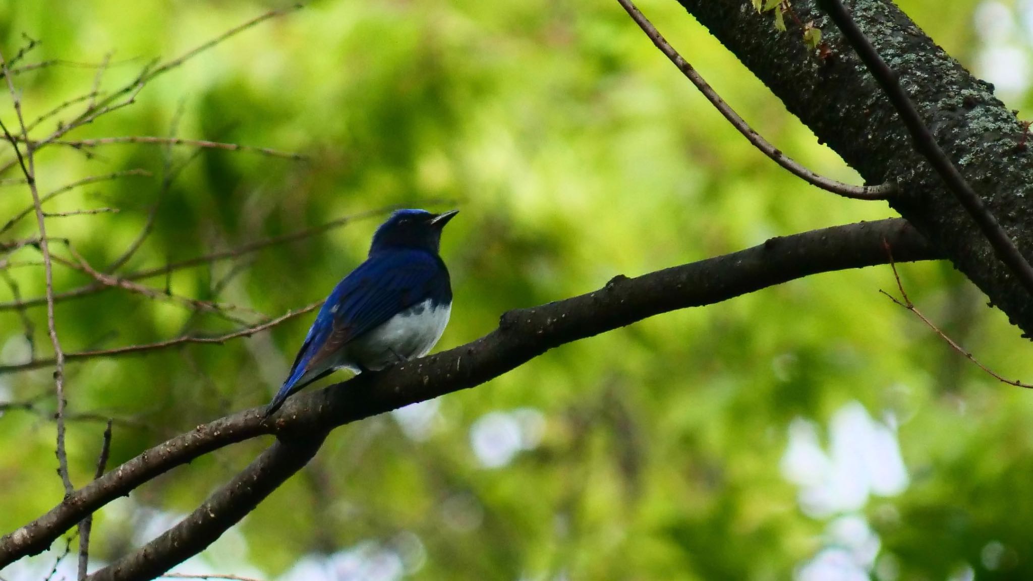 Photo of Blue-and-white Flycatcher at Osaka castle park by コゲラ