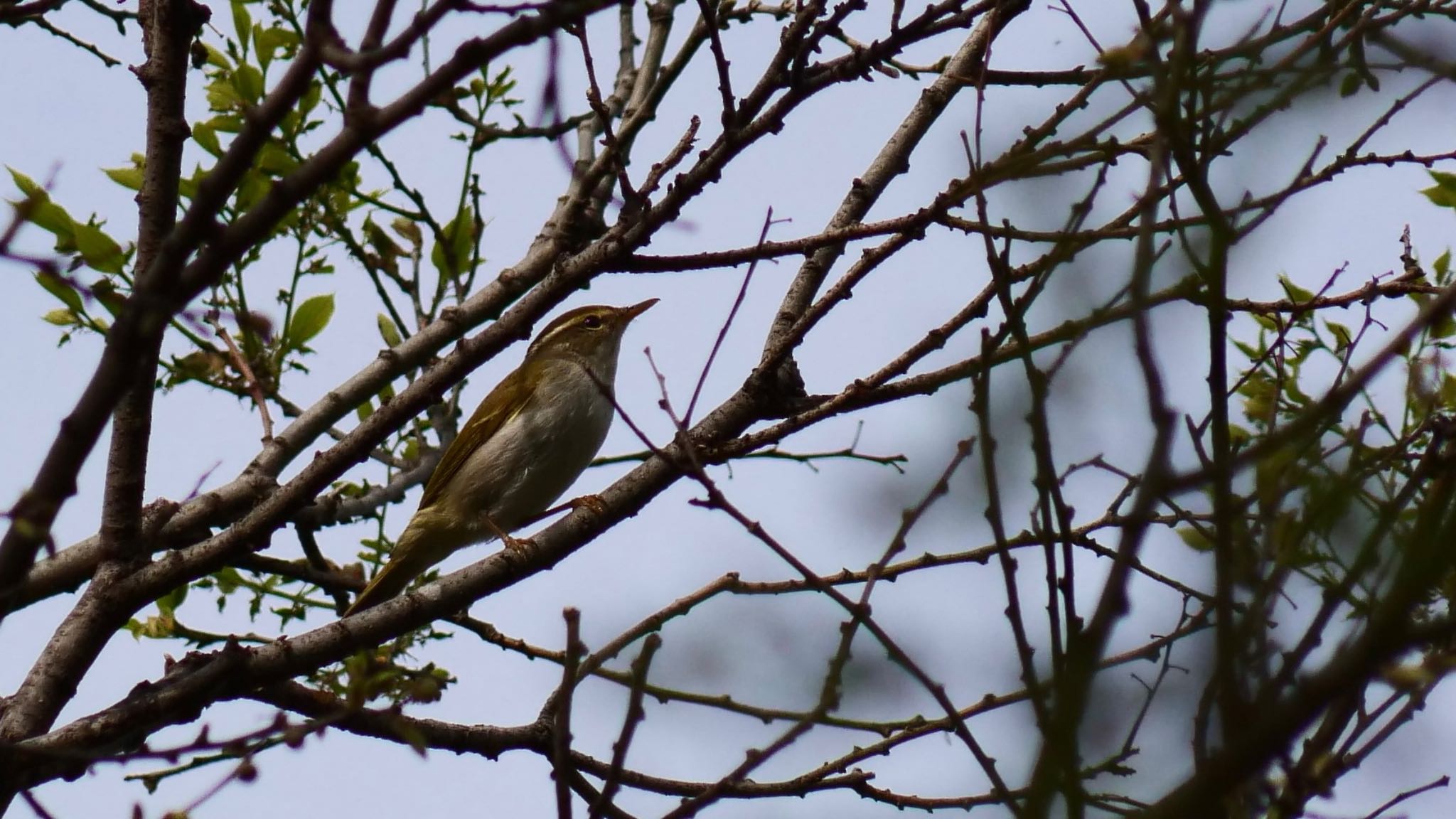 Eastern Crowned Warbler