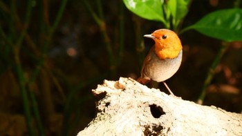 Japanese Robin Osaka castle park Sun, 4/14/2024