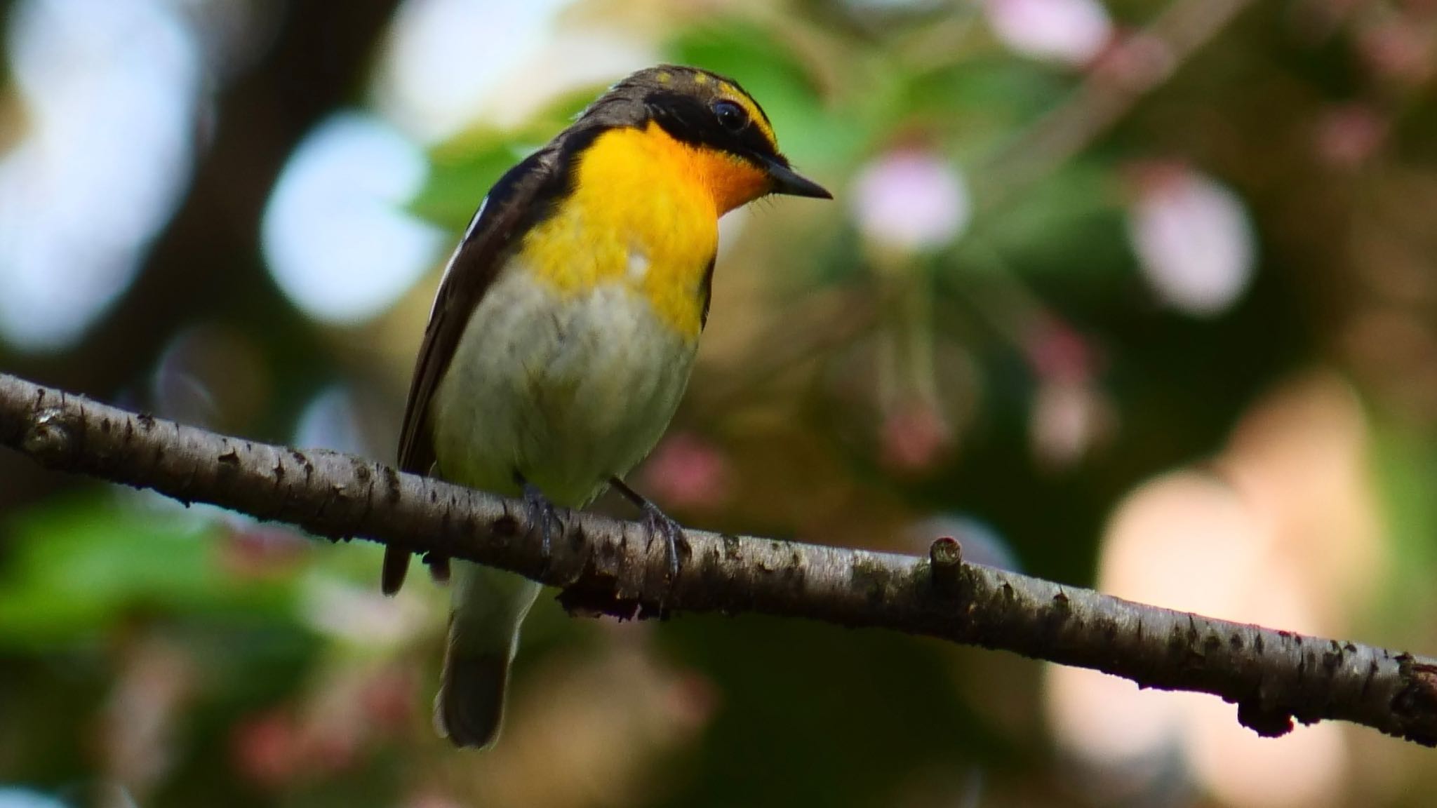Photo of Narcissus Flycatcher at Osaka castle park by コゲラ