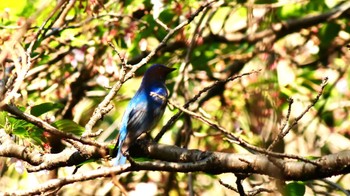 Blue-and-white Flycatcher Osaka castle park Sun, 4/14/2024