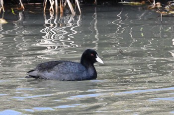 Eurasian Coot 西の湖（滋賀県） Sat, 2/24/2024