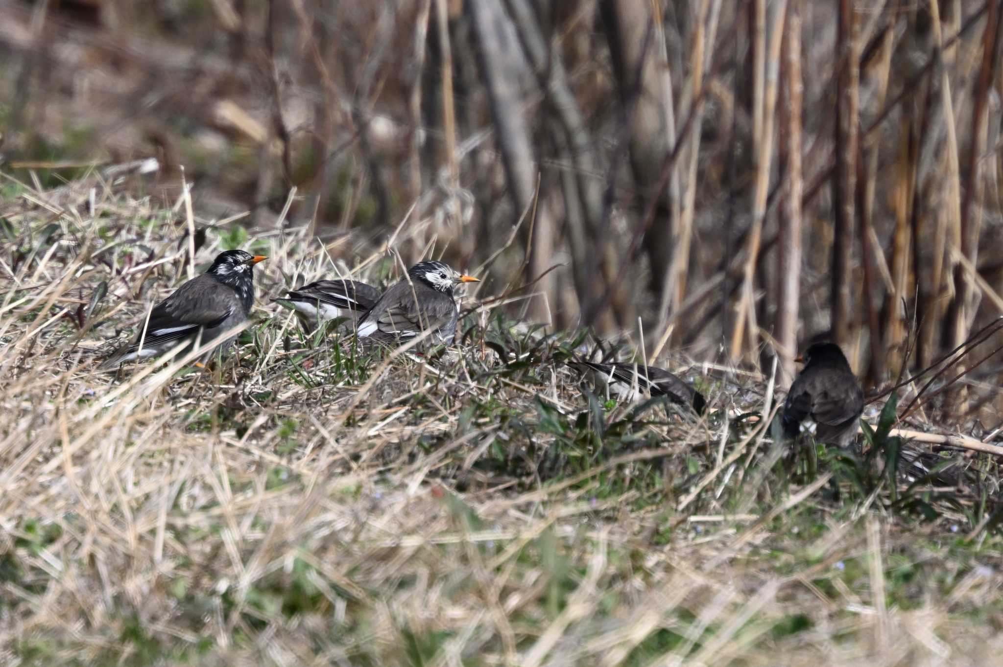 White-cheeked Starling