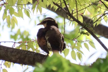 Dusky Thrush 花見川団地中央公園 Sun, 4/14/2024