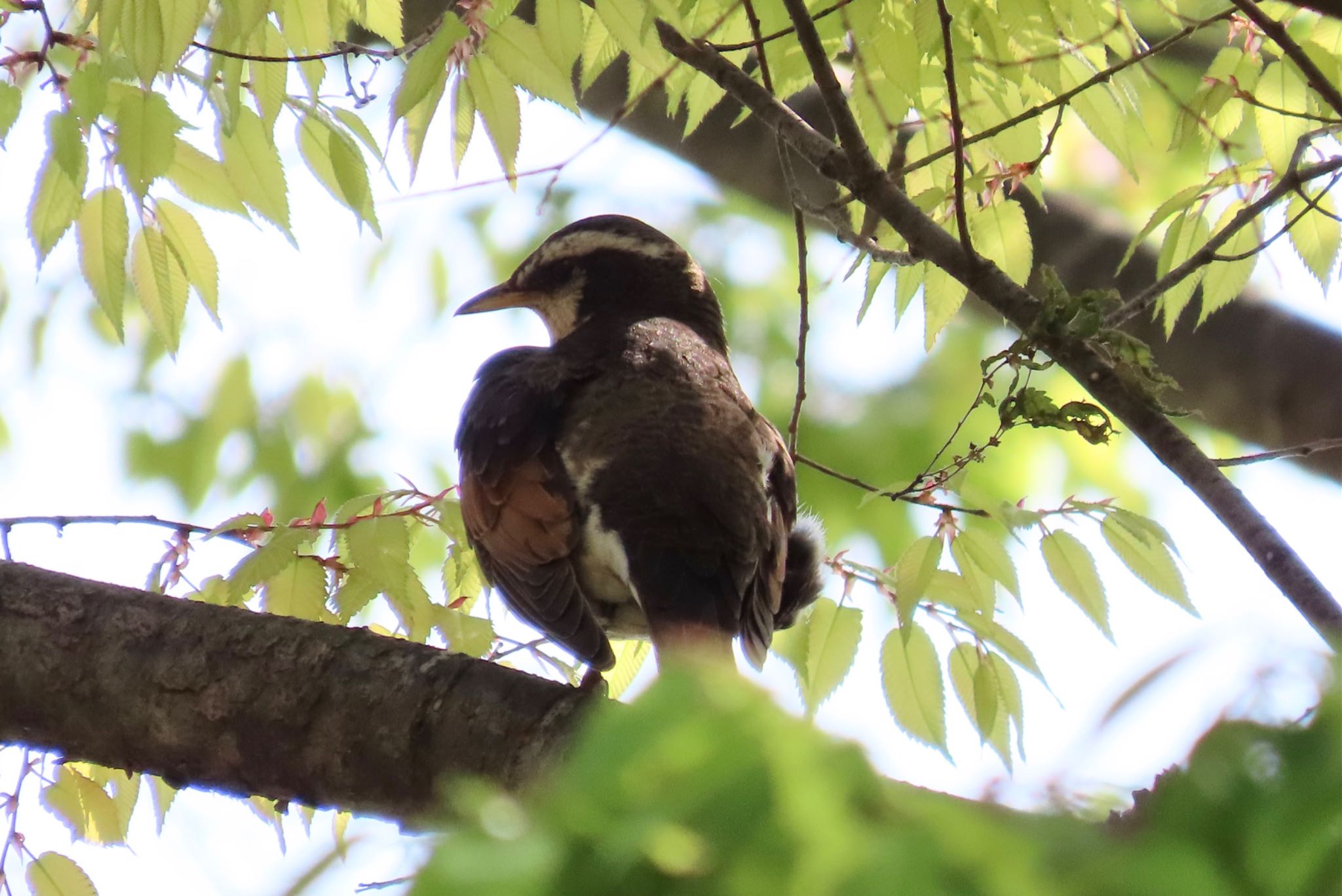 Photo of Dusky Thrush at 花見川団地中央公園 by KozBird