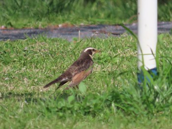 Dusky Thrush 花見川団地中央公園 Sun, 4/14/2024