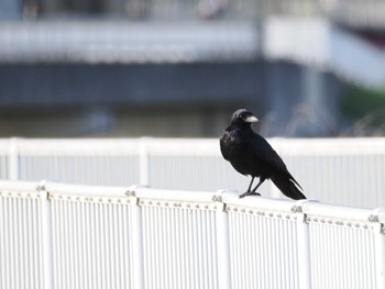 ハシボソガラス 境川遊水地公園 2024年4月14日(日)