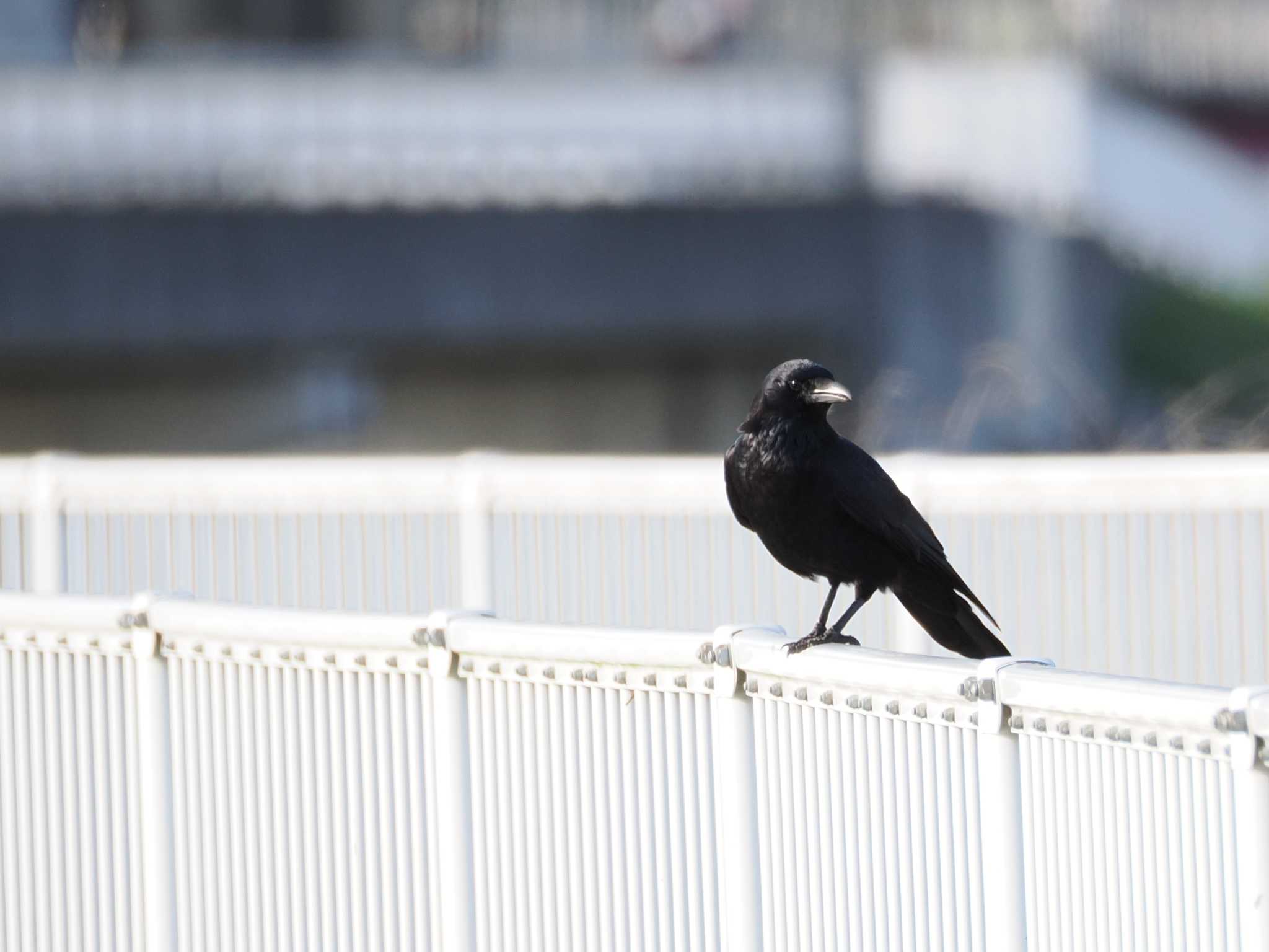 Photo of Carrion Crow at 境川遊水地公園 by こむぎこねこ