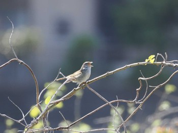 Sun, 4/14/2024 Birding report at 境川遊水地公園