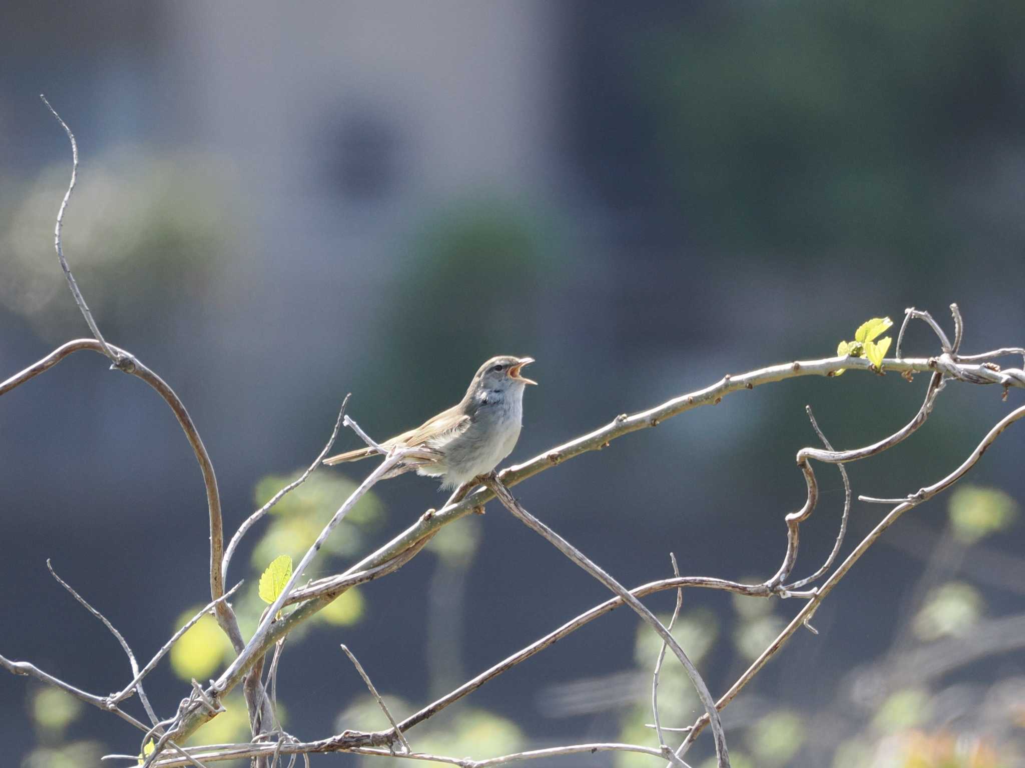 Japanese Bush Warbler