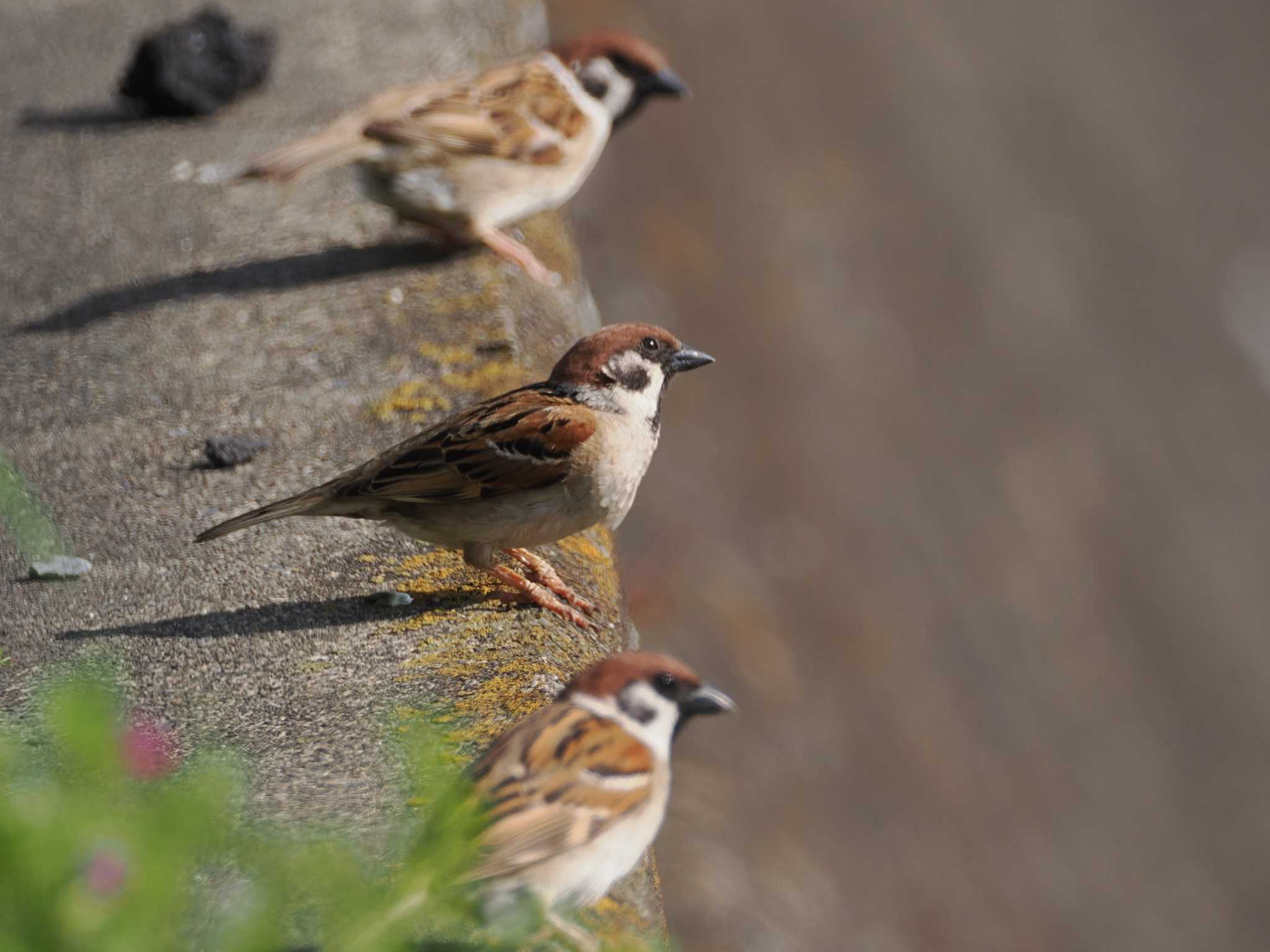 Photo of Eurasian Tree Sparrow at 境川遊水地公園 by こむぎこねこ