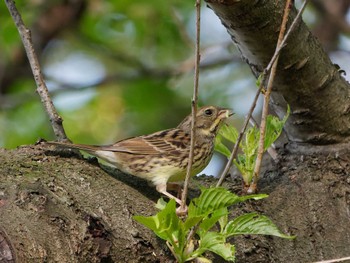 Masked Bunting 横浜市立金沢自然公園 Sun, 4/14/2024