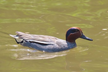 Eurasian Teal Unknown Spots Sun, 4/14/2024