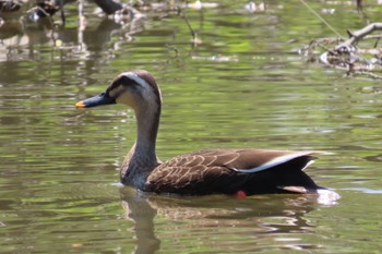 Eastern Spot-billed Duck 花島公園 Sun, 4/14/2024