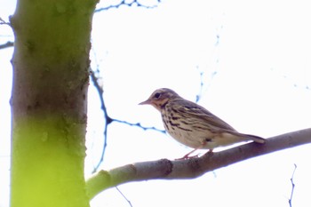 Olive-backed Pipit 花島公園 Sun, 4/14/2024