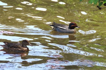 Eurasian Teal 花島公園 Sun, 4/14/2024