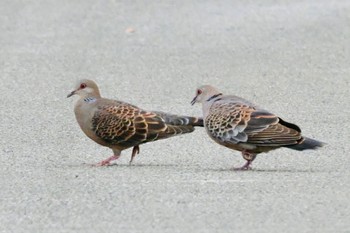 Oriental Turtle Dove(stimpsoni) Unknown Spots Thu, 4/4/2024