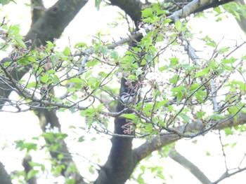 Long-tailed Tit Higashitakane Forest park Sat, 4/13/2024
